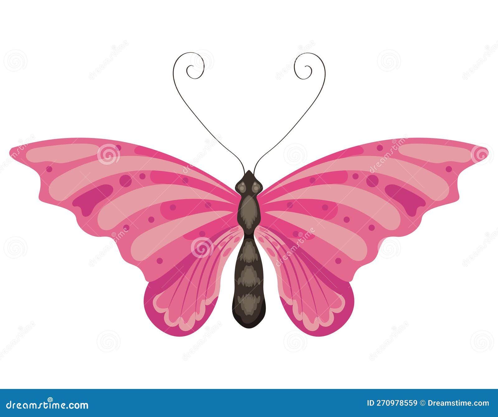 beauty fucshia butterfly insect