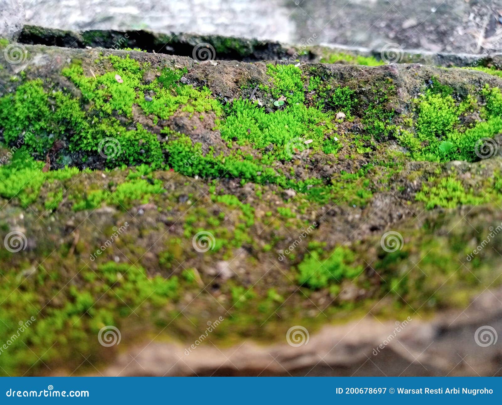 Beauty Green Moss on the Broken Concrete Stock Image Image of wall