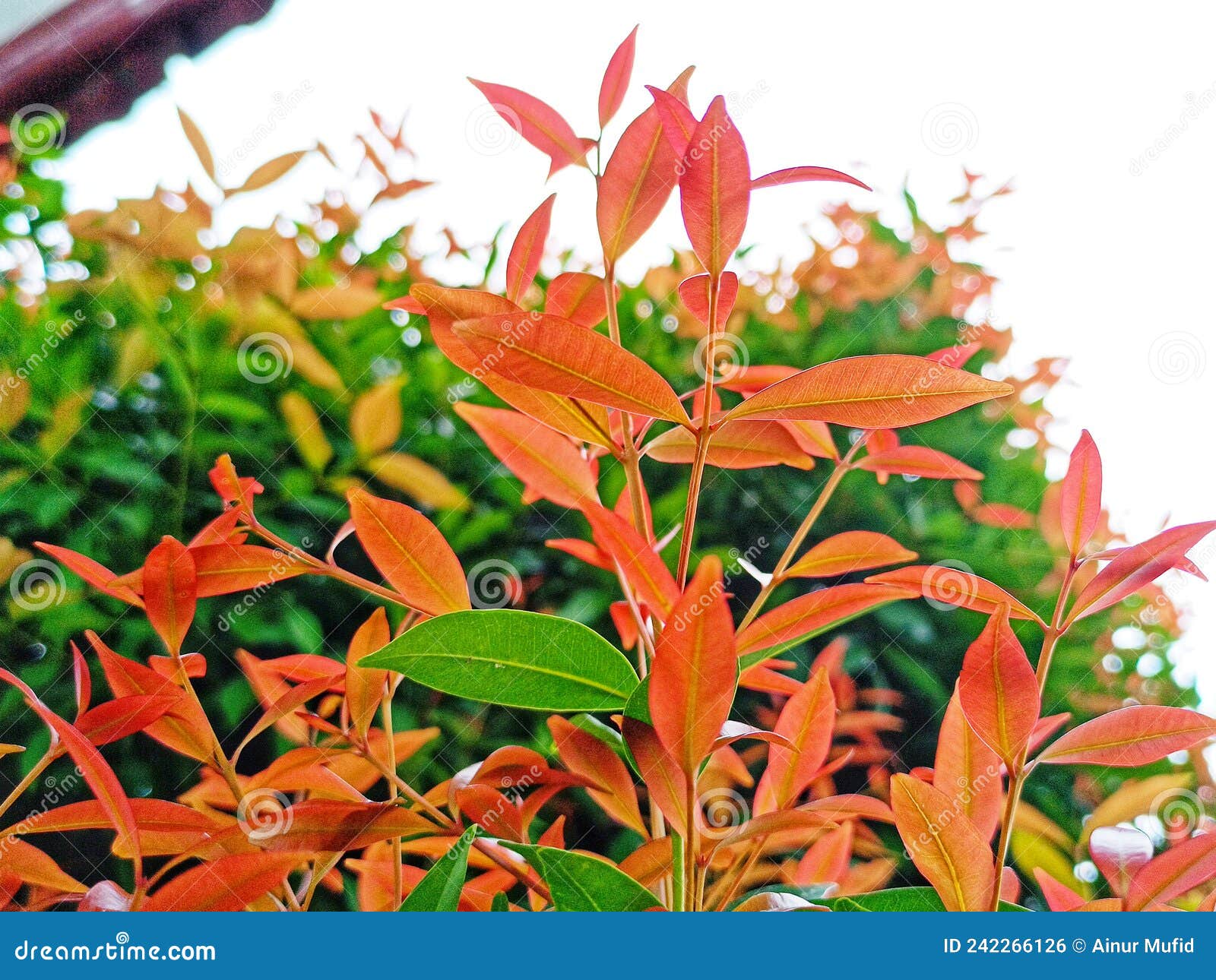 beauty leaf ornamental plant red shoot tracheophyta spermatophytina angiospermae mesangiosperms core eudicots syzygium myrtifolium