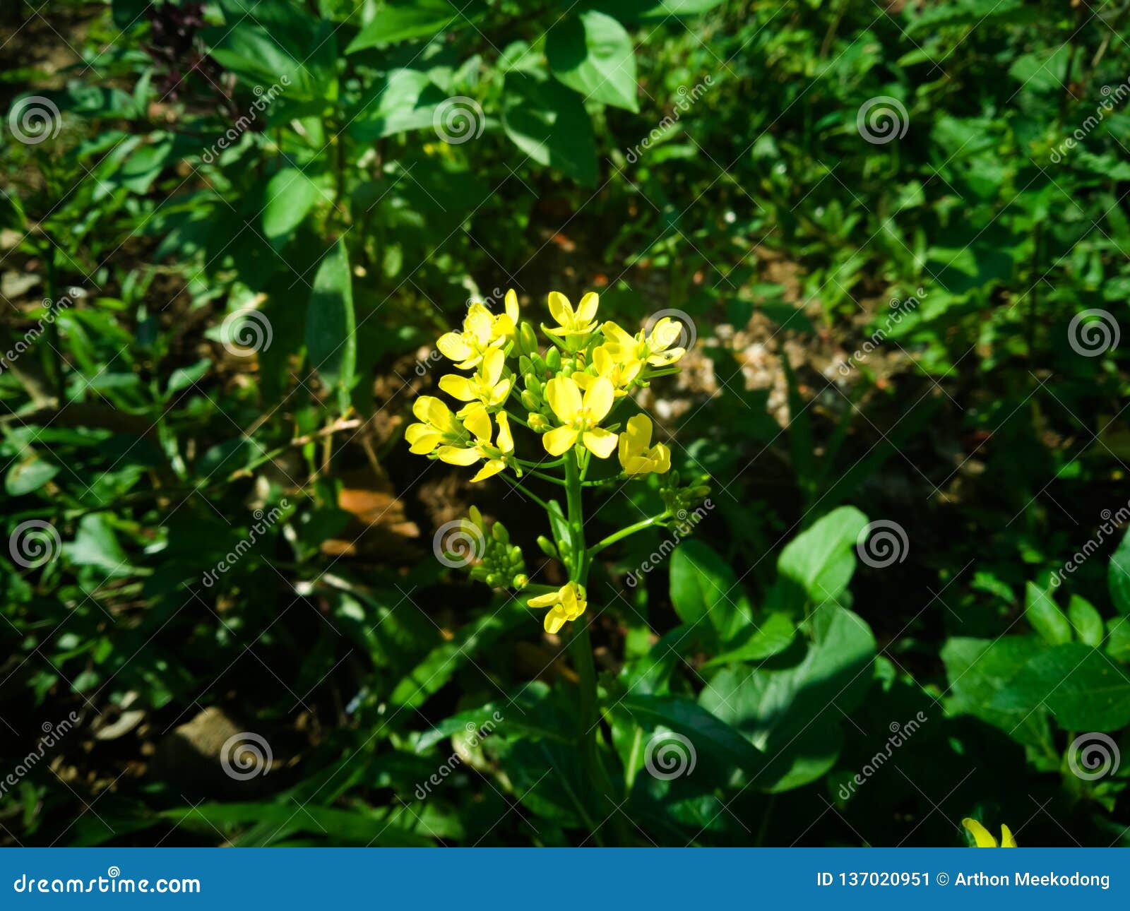 The Beauty of Lettuce Flowers in the Backyard Stock Image Image of