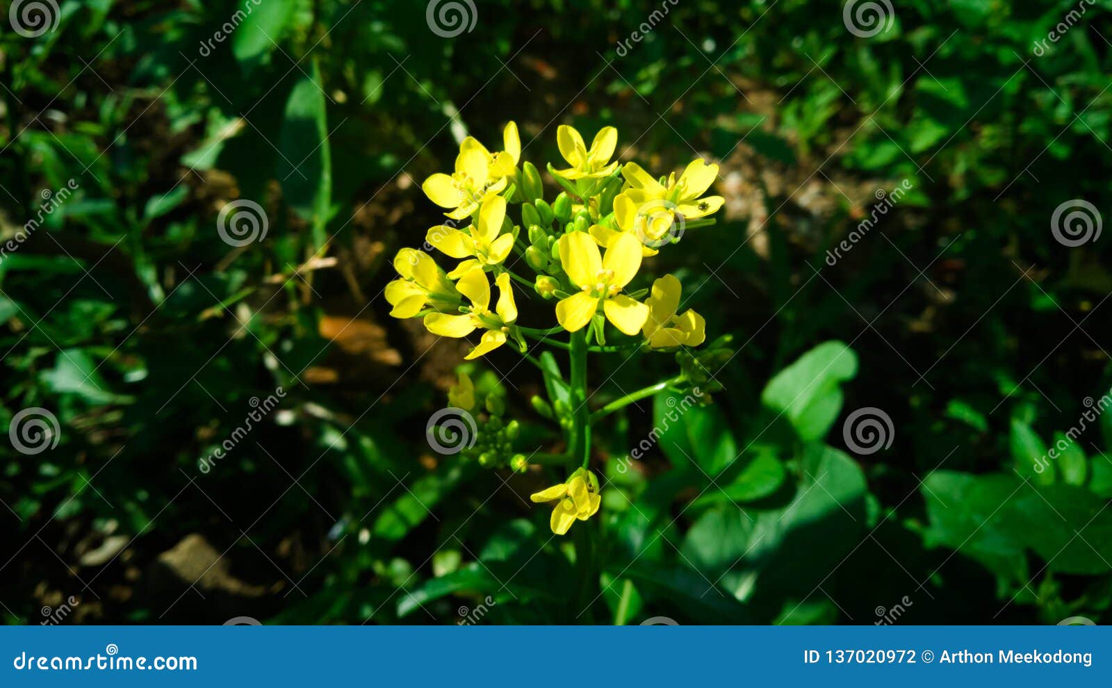 The Beauty of Lettuce Flowers Stock Photo Image of flower, background