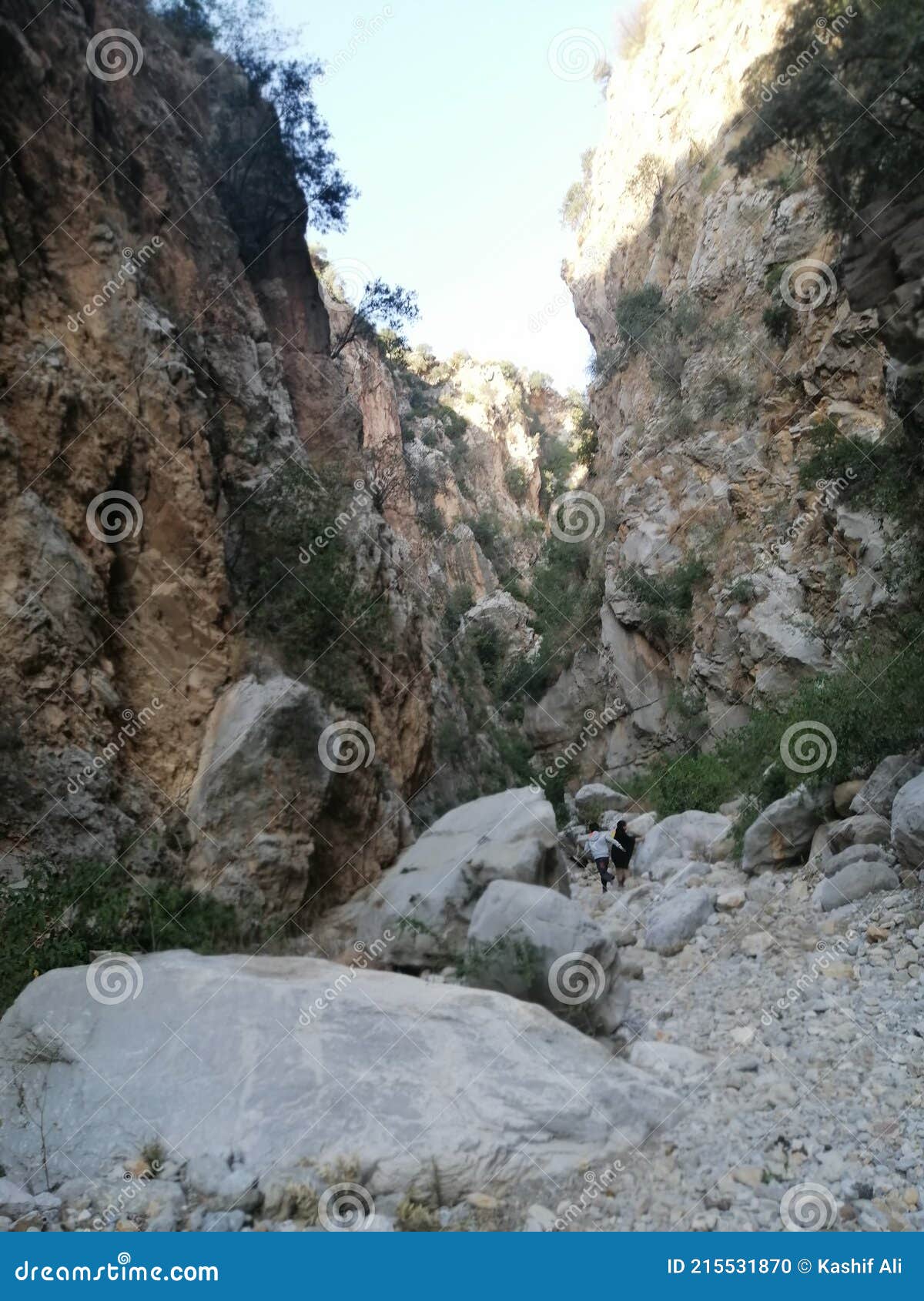 The Beauty of My Beautiful Forest Pakistan Stock Photo - Image of ...