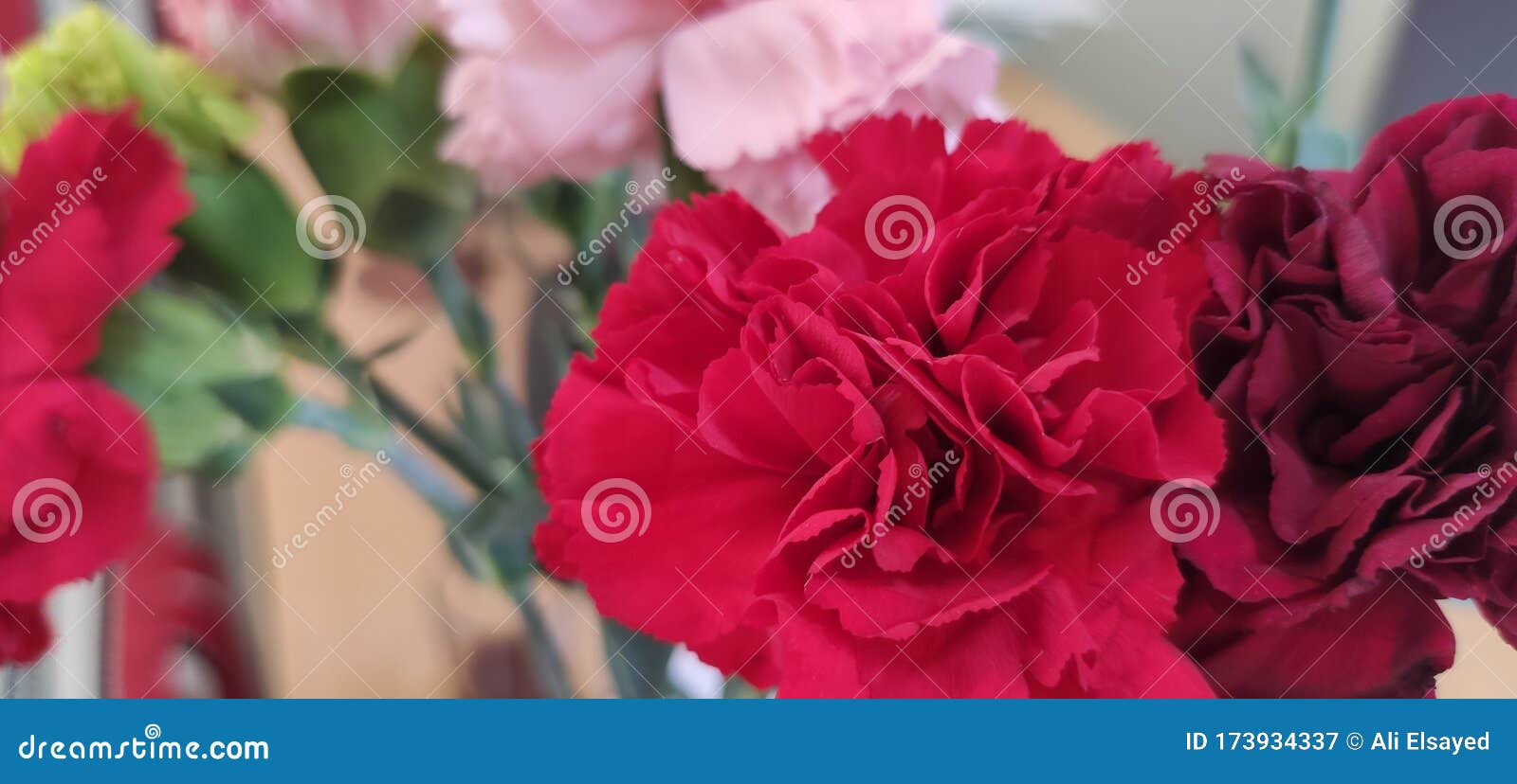 The Beauty of Natural Roses in Doha Qatar Stock Image Image of qatar