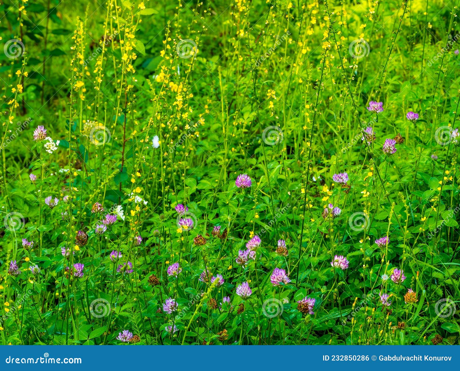 different blooming wild plants in the meadow