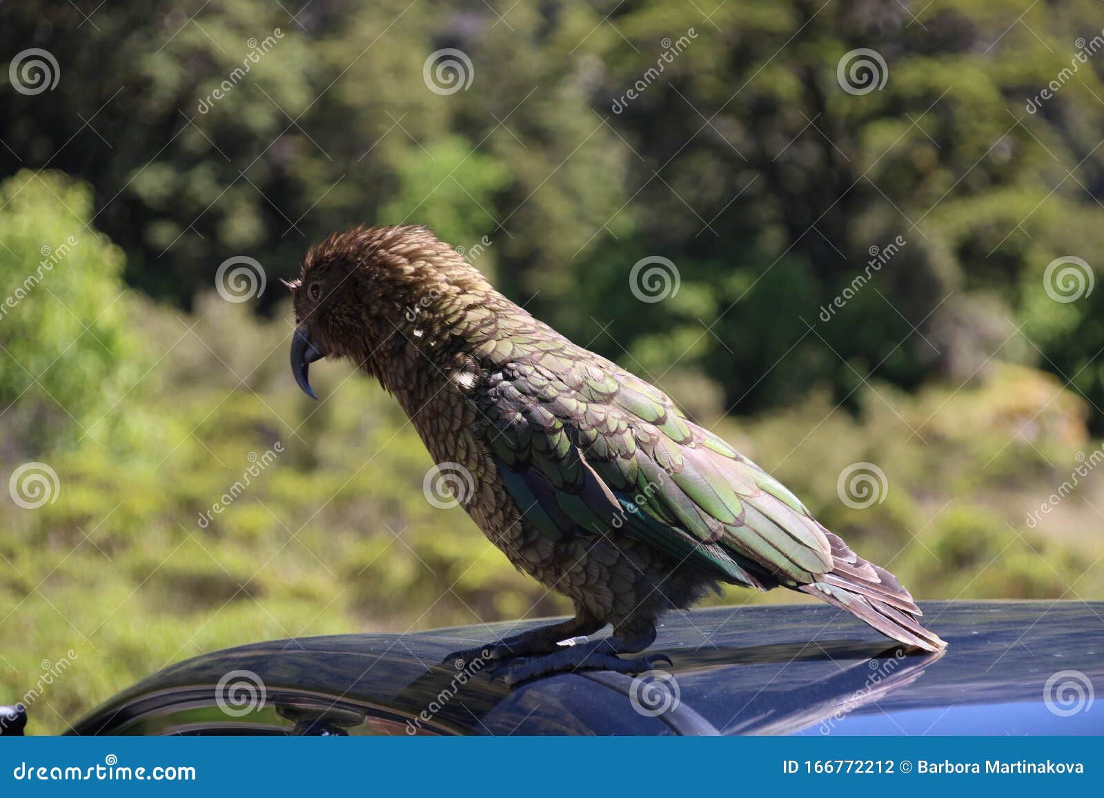 Beauty of New Zealand stock photo. Image of animal, island - 166772212