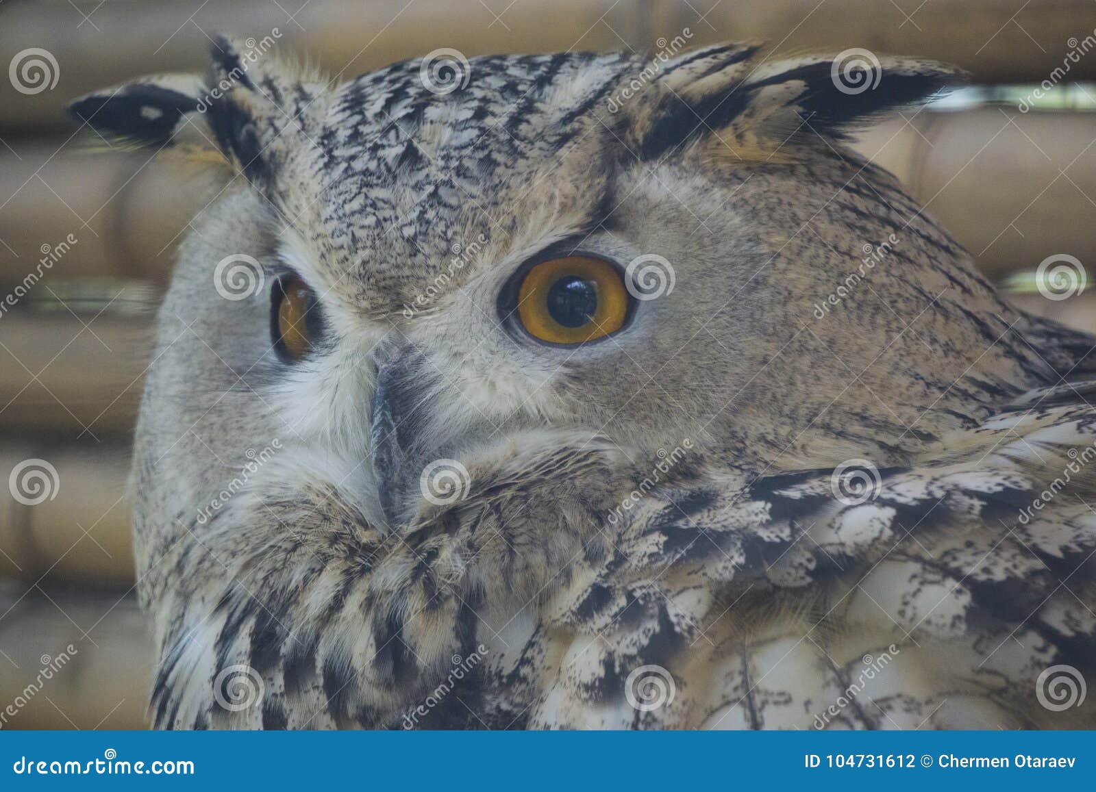Beauty Owl Turning Its Head Back Stock Photo - Image of horned, brown ...