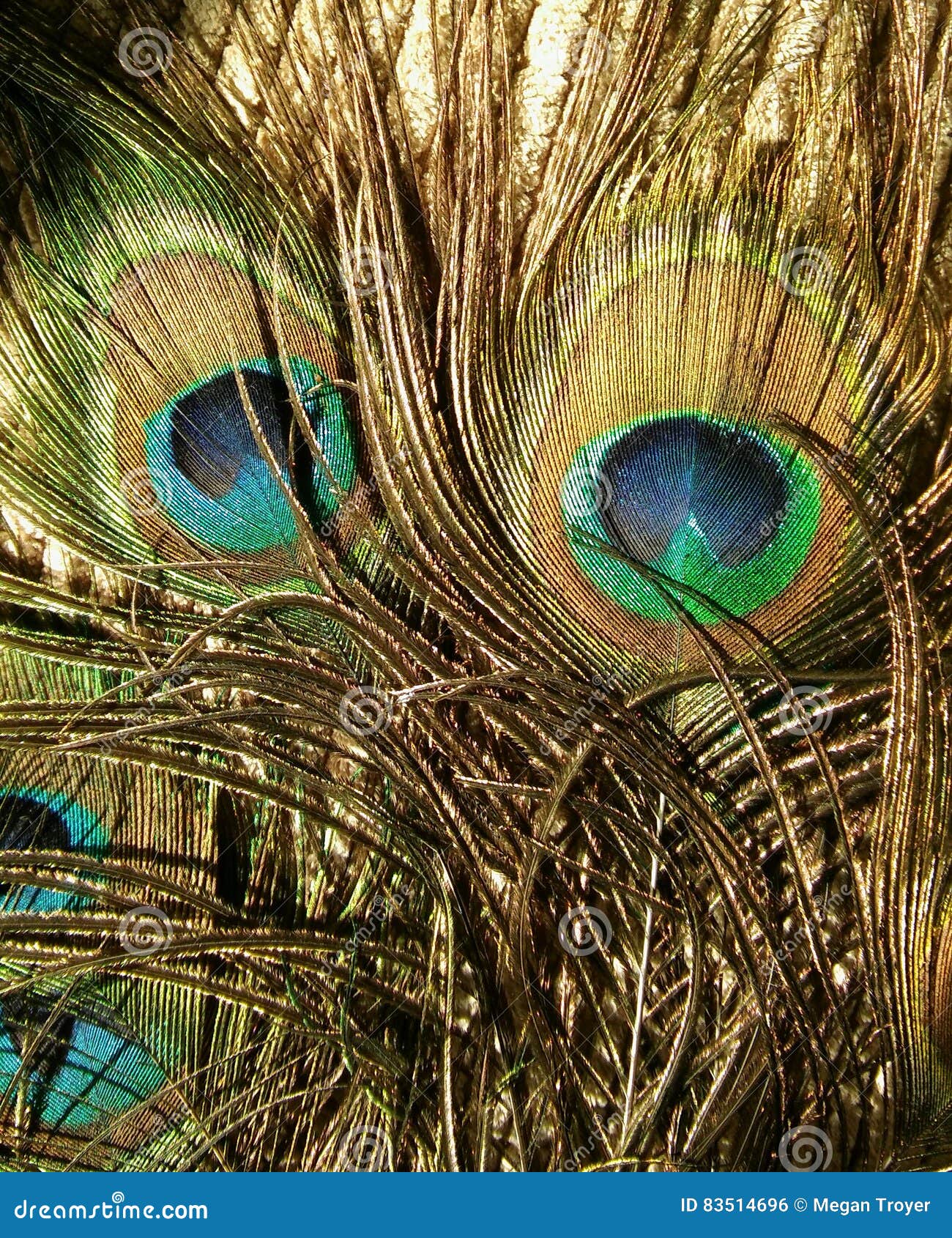 Beauty of Peacock Feathers stock photo. Image of teal 83514696