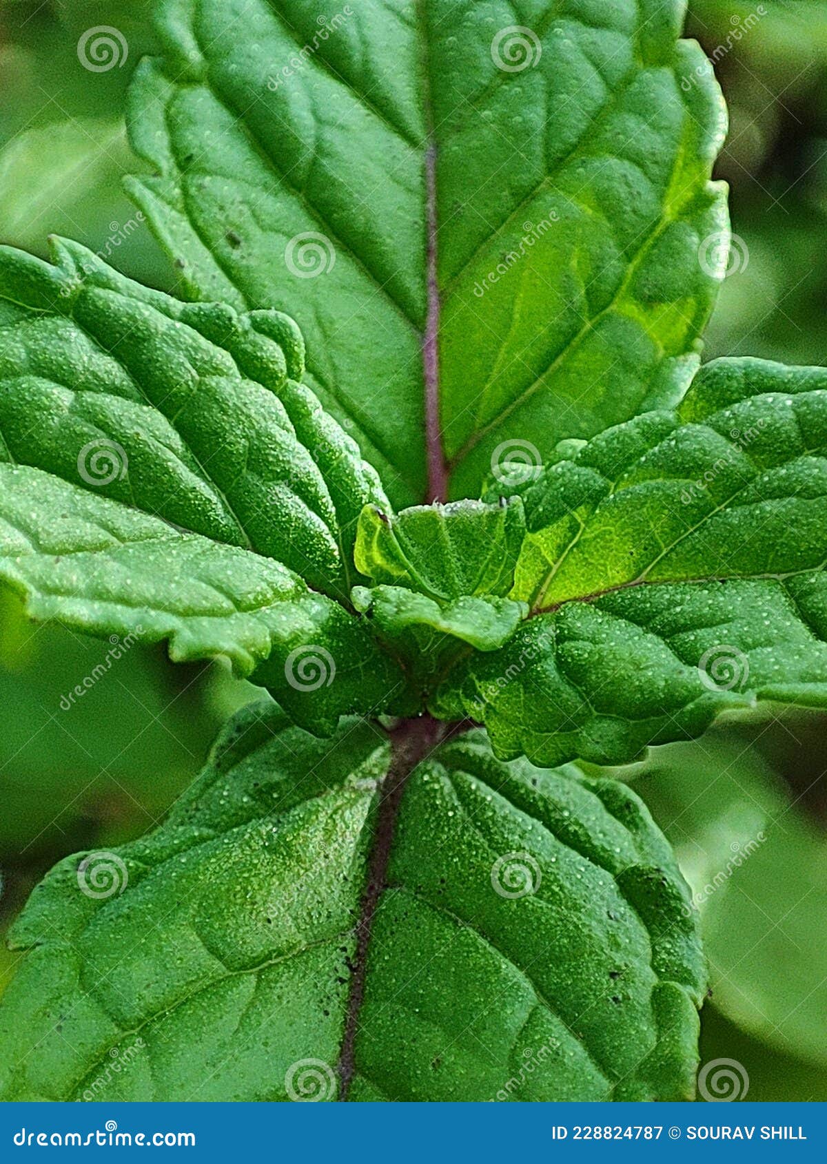 Beauty of pudina leaf stock image. Image of leaf, insect 228824787