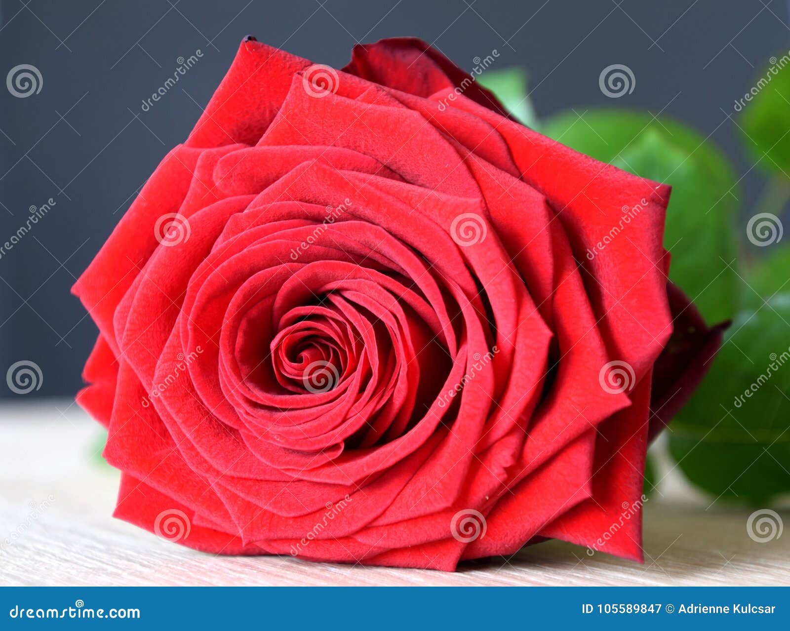 Beautiful Romantic Red Rose, Love Symbol Stock Image - Image of ...