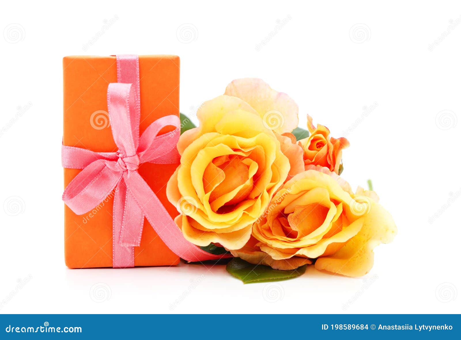 Beauty rose with a gift stock photo. Image of valentine 198589684