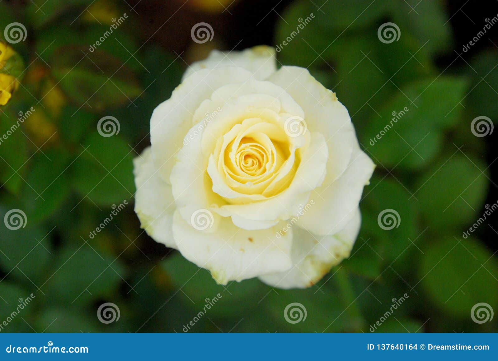 Beauty of roses stock photo. Image of leaf, figment - 137640164