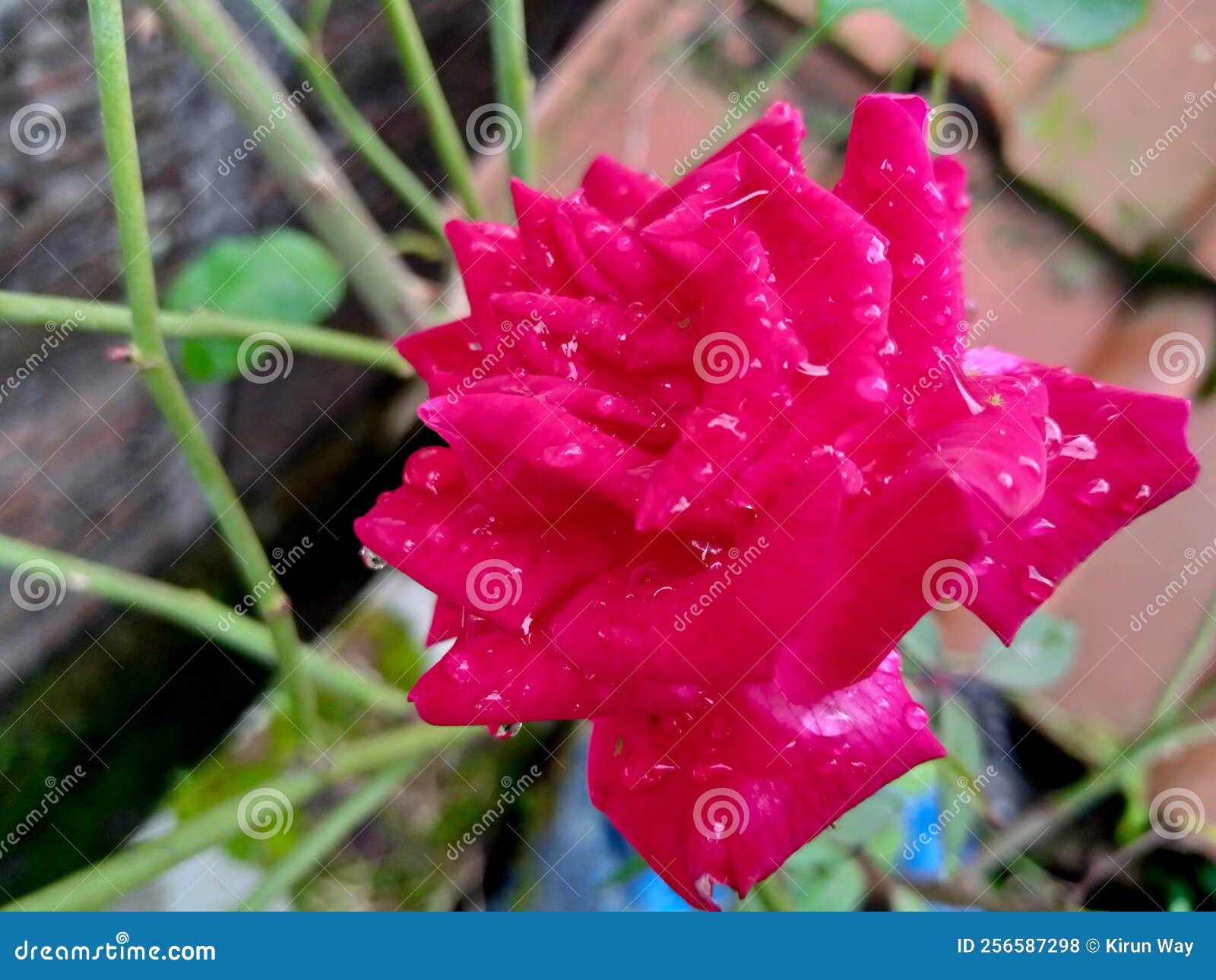 The Beauty of the Roses after Rain Stock Photo Image of plant, rose