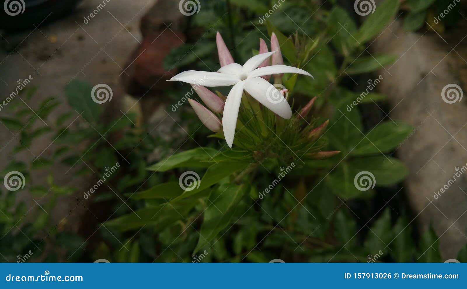 A Beauty Of Sannajaji Puvvu Stock Photo Image Of Malli Oleaceae 157913026 'personality is to a man what perfume is to a flower' and other great sayings. https www dreamstime com beauty sannajaji puvvu jasminum multiflorum species jasmine family oleaceae known as winter indian downy image157913026