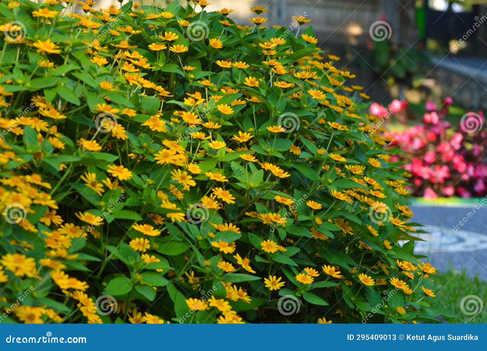 beauty of small yellow-flowered melampodium divaricatum plants scattered among their leaves in the garden