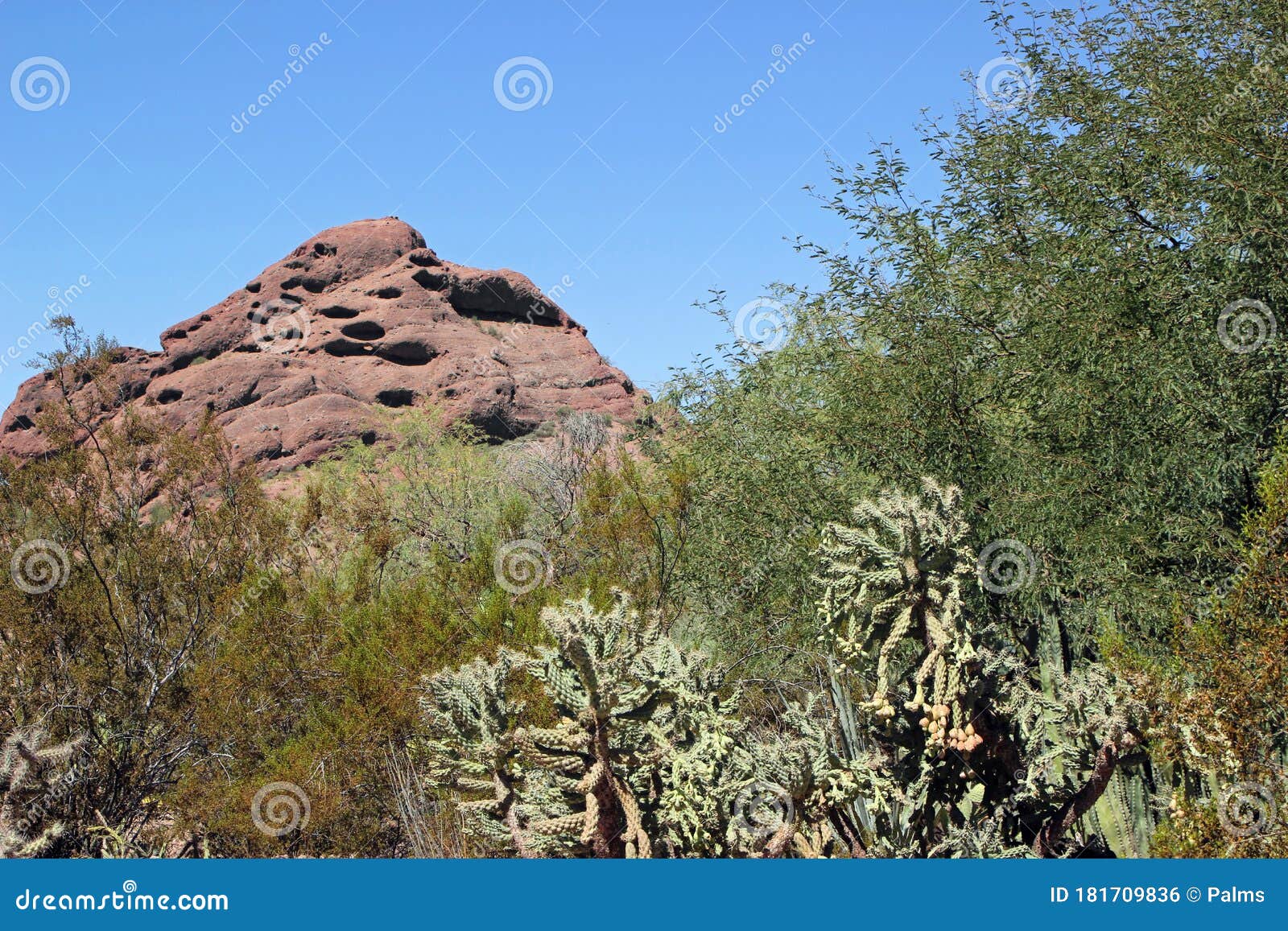 Sonoran Desert stock photo. Image of biome, background 181709836