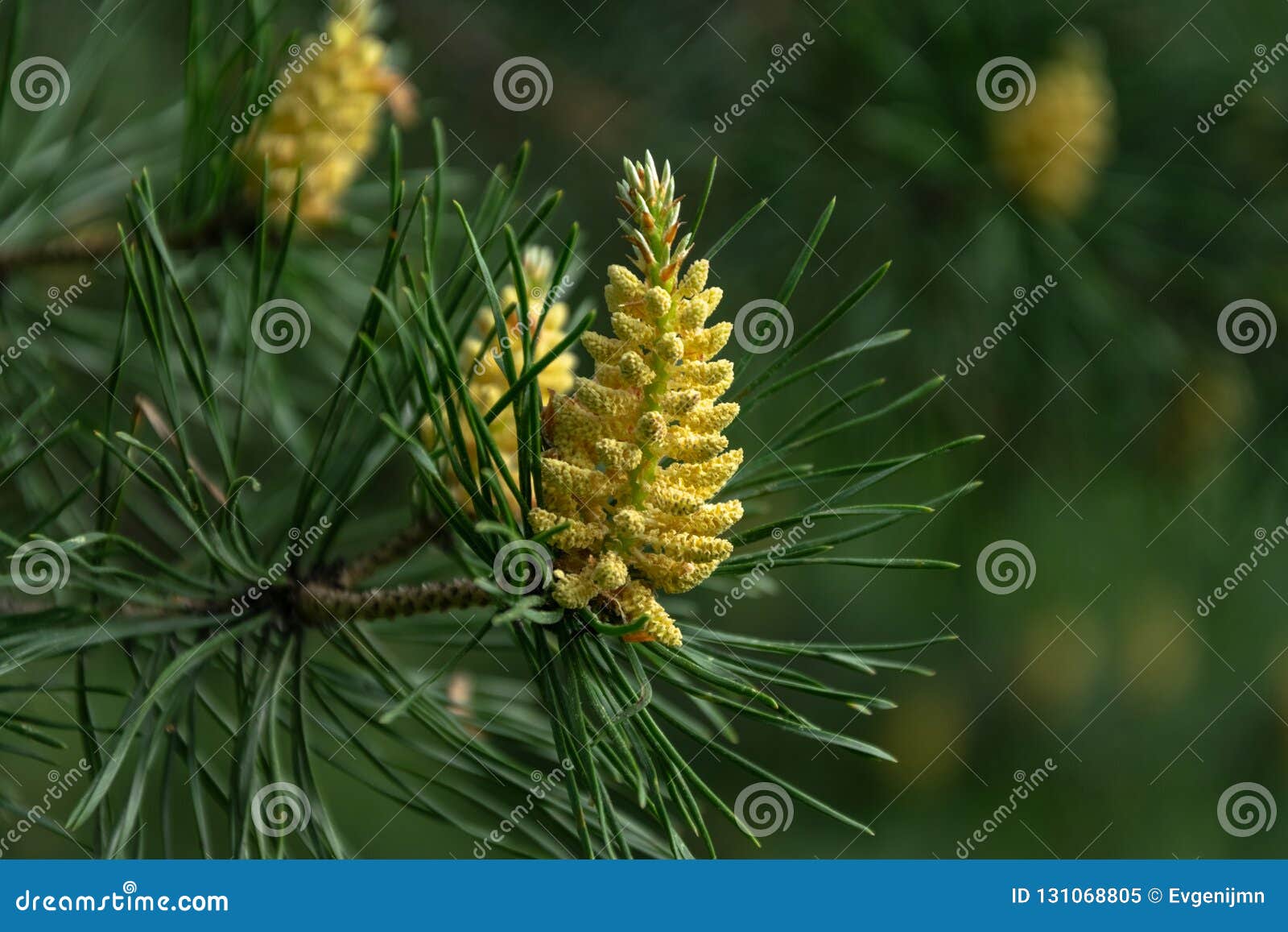 Flowering pine stock image. Image of antihistamine, macro 131068805