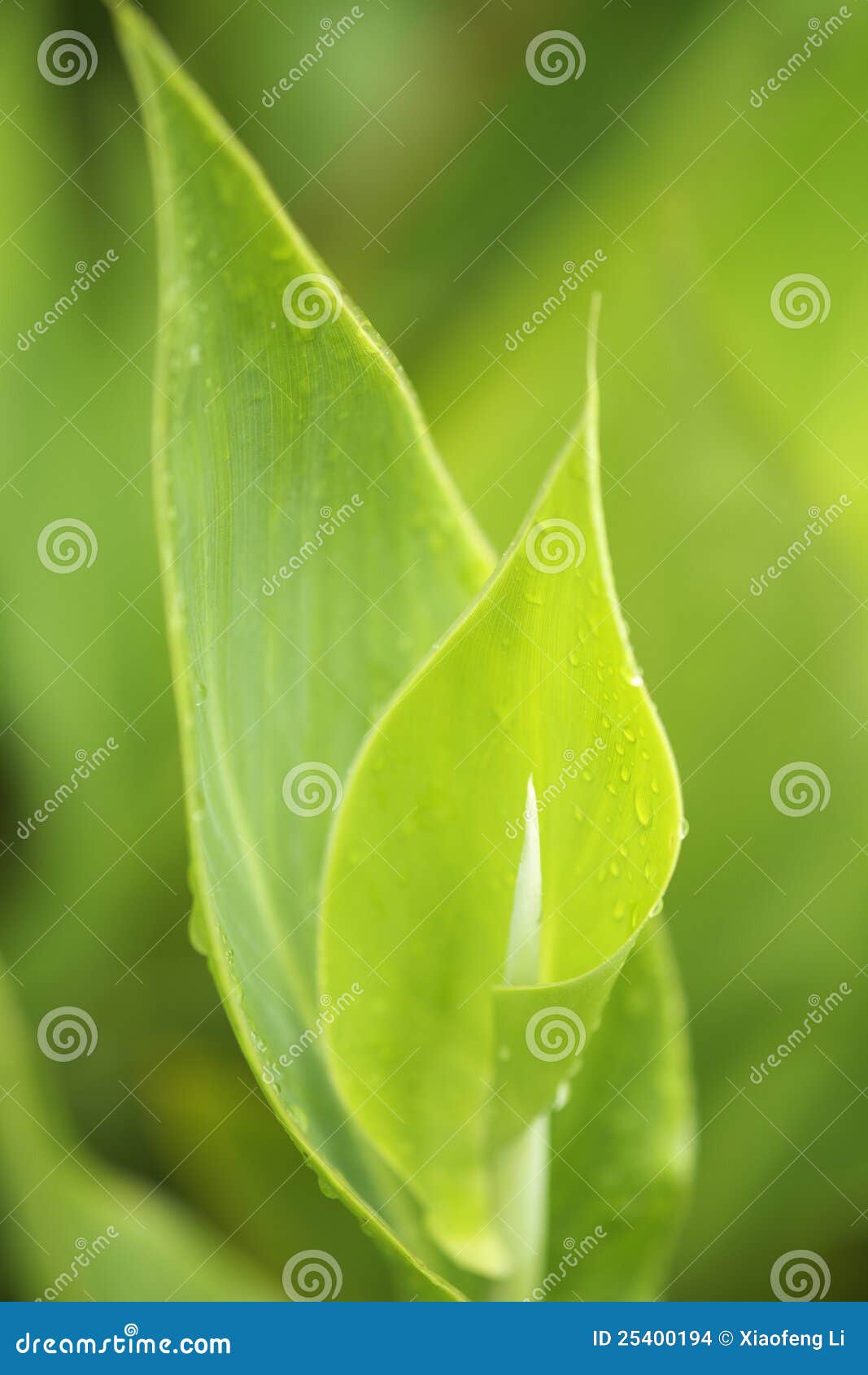 Beauty of Tender Green Leaves Stock Photo Image of plants, canna