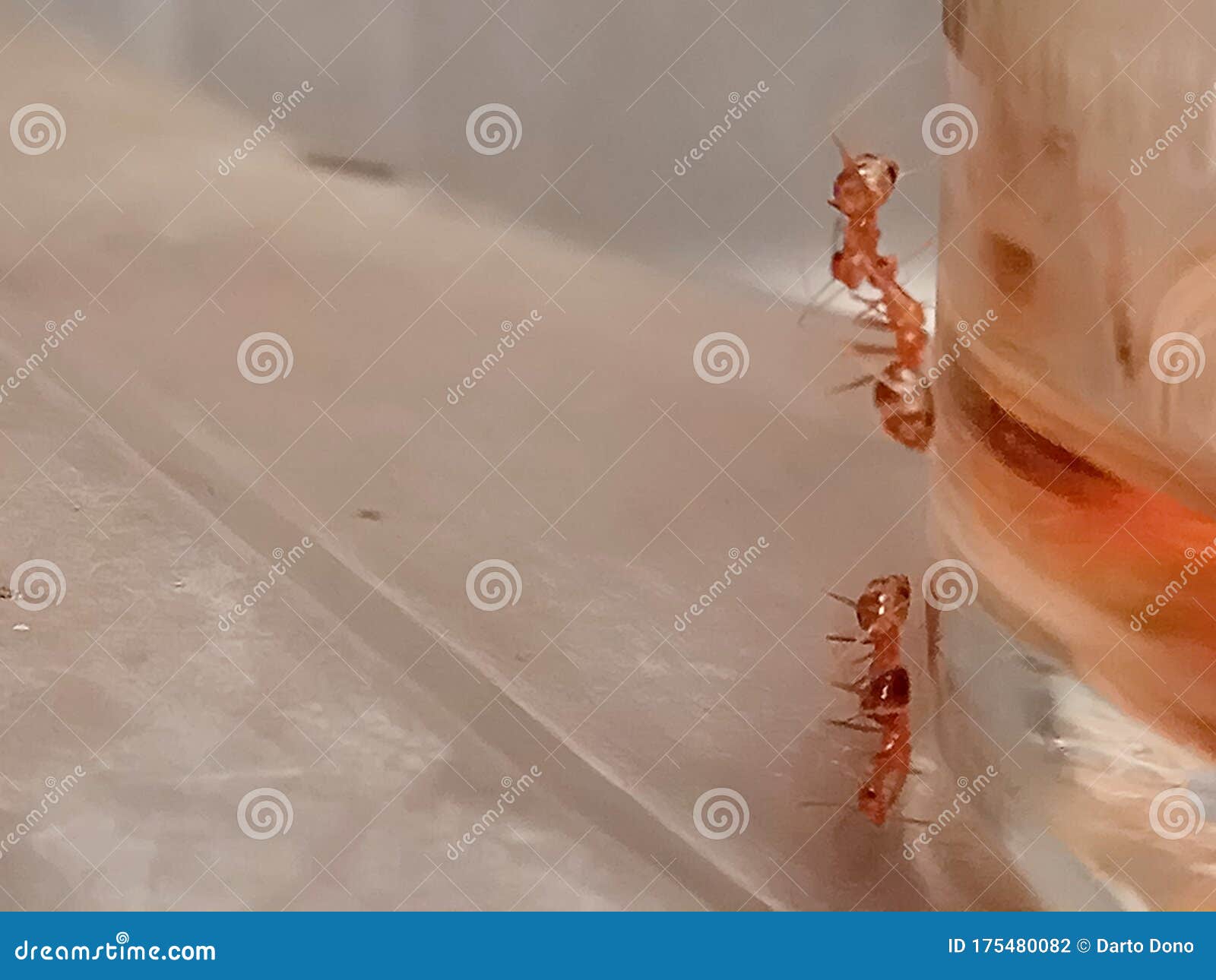 The beauty of togetherness stock photo. Image of sweet 175480082