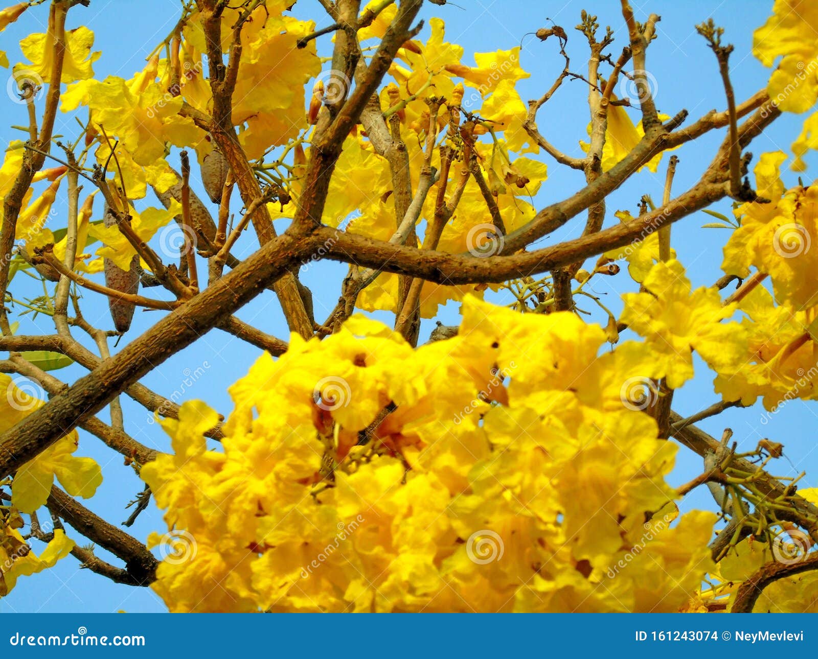 The Beauty of Yellow Flowering Tree Branches Stock Photo - Image of bright,  abstract: 161243074