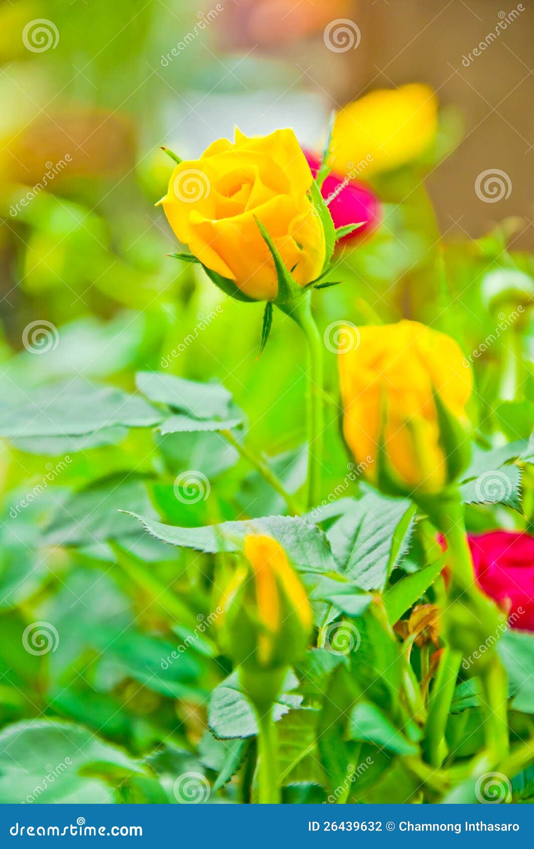 Beauty Yellow Rose Flower Early Morning Stock Photo - Image of ...