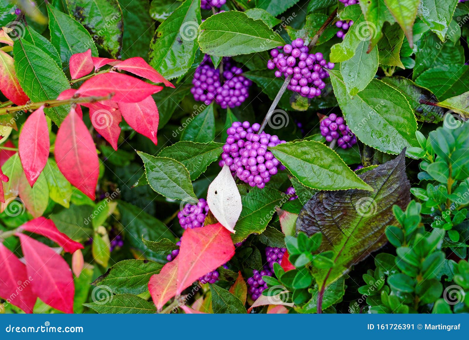 beautyberry shrub with clusters of purple berries autumnal colors