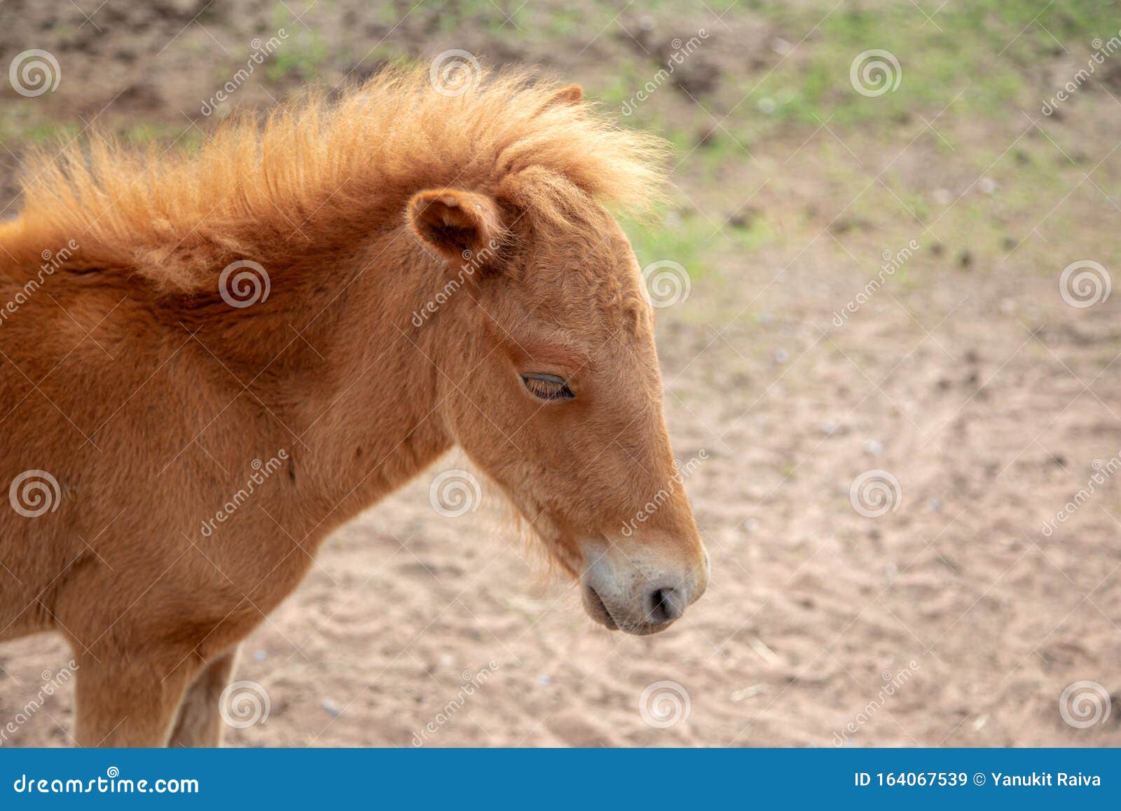 Beautyful Long Hair Horse on Farm Stock Image - Image of fast, hair:  164067539