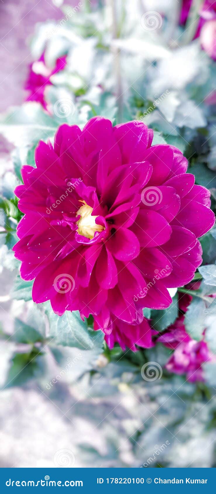 Beautyful Pink Dahlia Flower Images Stock Photo Image Of Natural Bigest