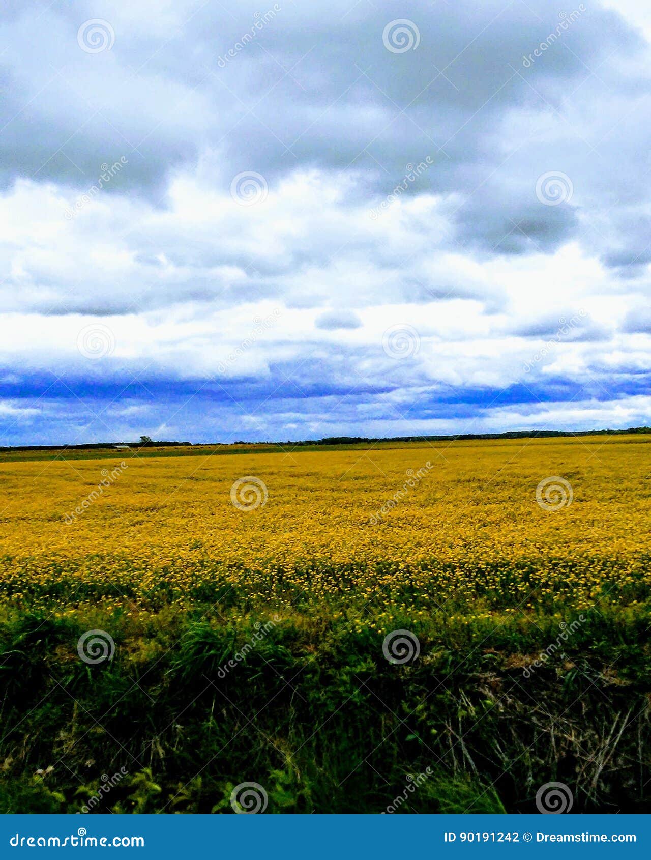 Beauté de fleurs sauvages. Fleurs sauvages lumineuses courues sous le ciel clair