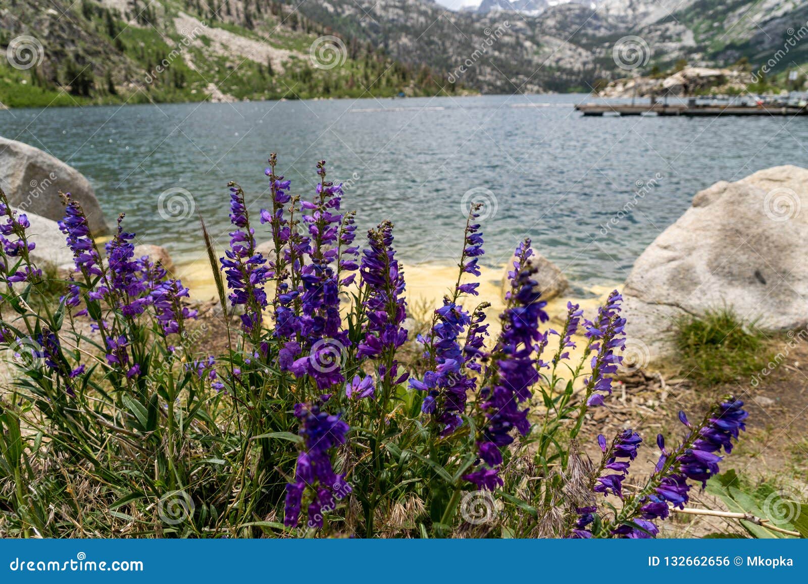Beaux Wildflowers De Loup Devant Le Lac Sabrina CA Photo stock