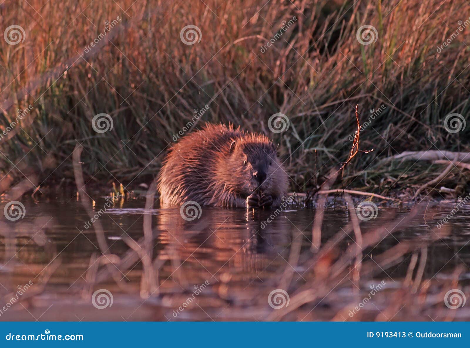 Shaky Beavers