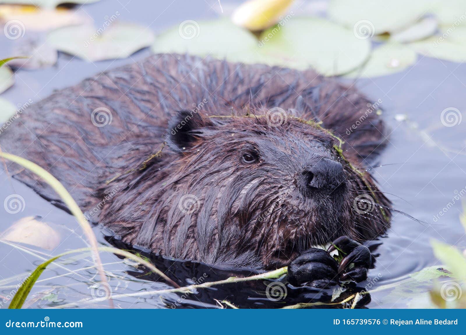 8,029 Beaver Animal Stock Photos - Free & Royalty-Free Stock Photos from Dreamstime 8,029 Beaver Animal Stock Photos - Free & Royalty-Free Stock Photos from Dreamstime