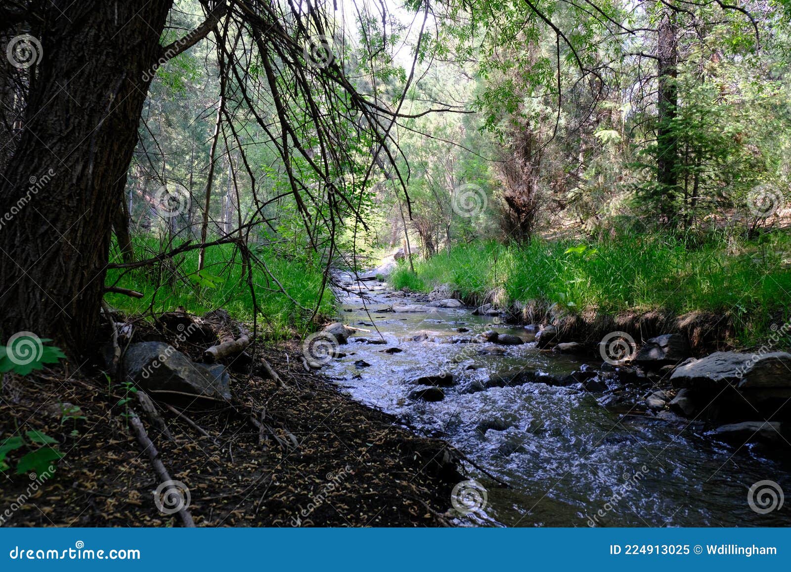 Beaver Brook Trail in Colorado Stock Image Image of beaver, natural