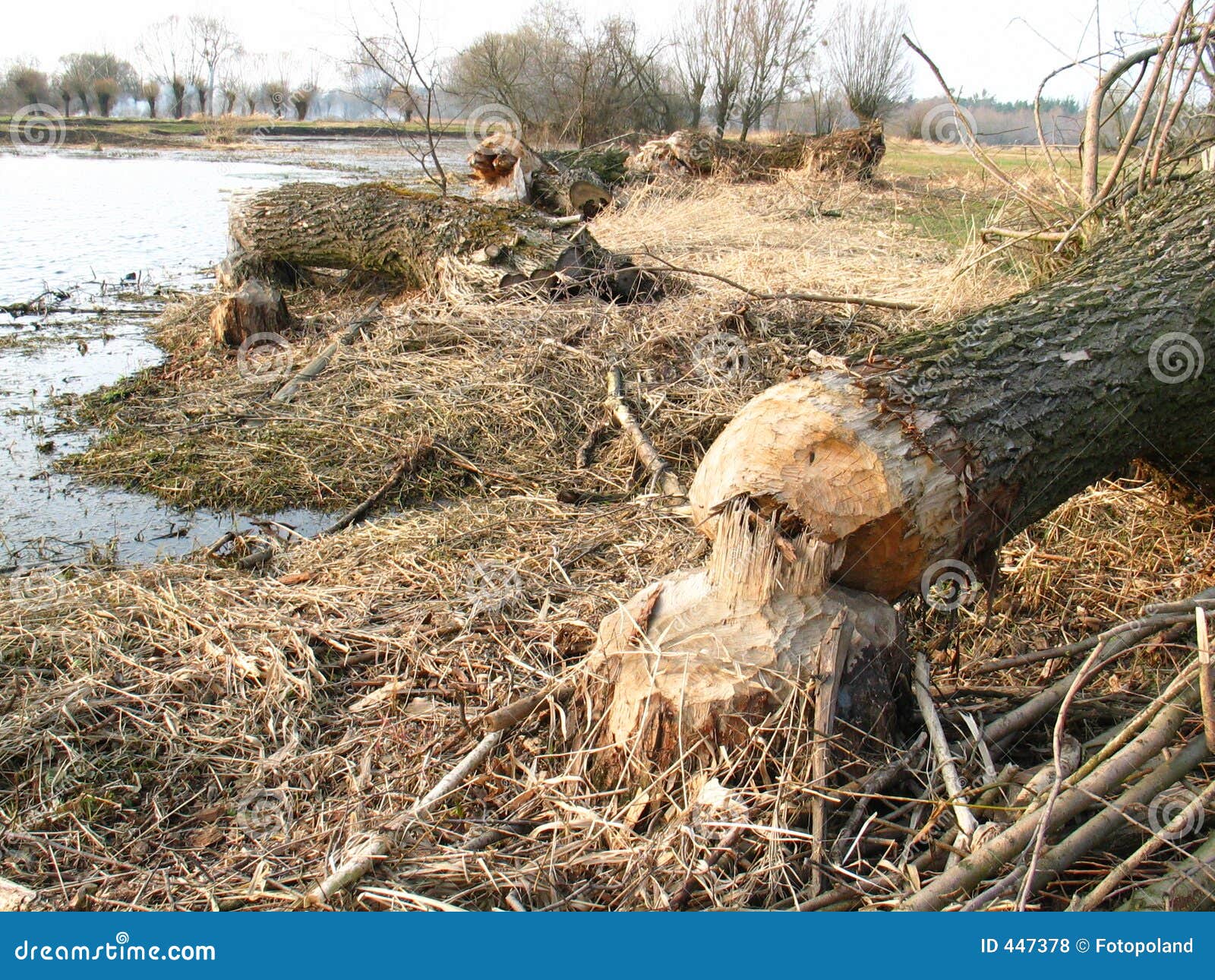 Beaver build area stock photo. Image of castor, chew, feeding 447378