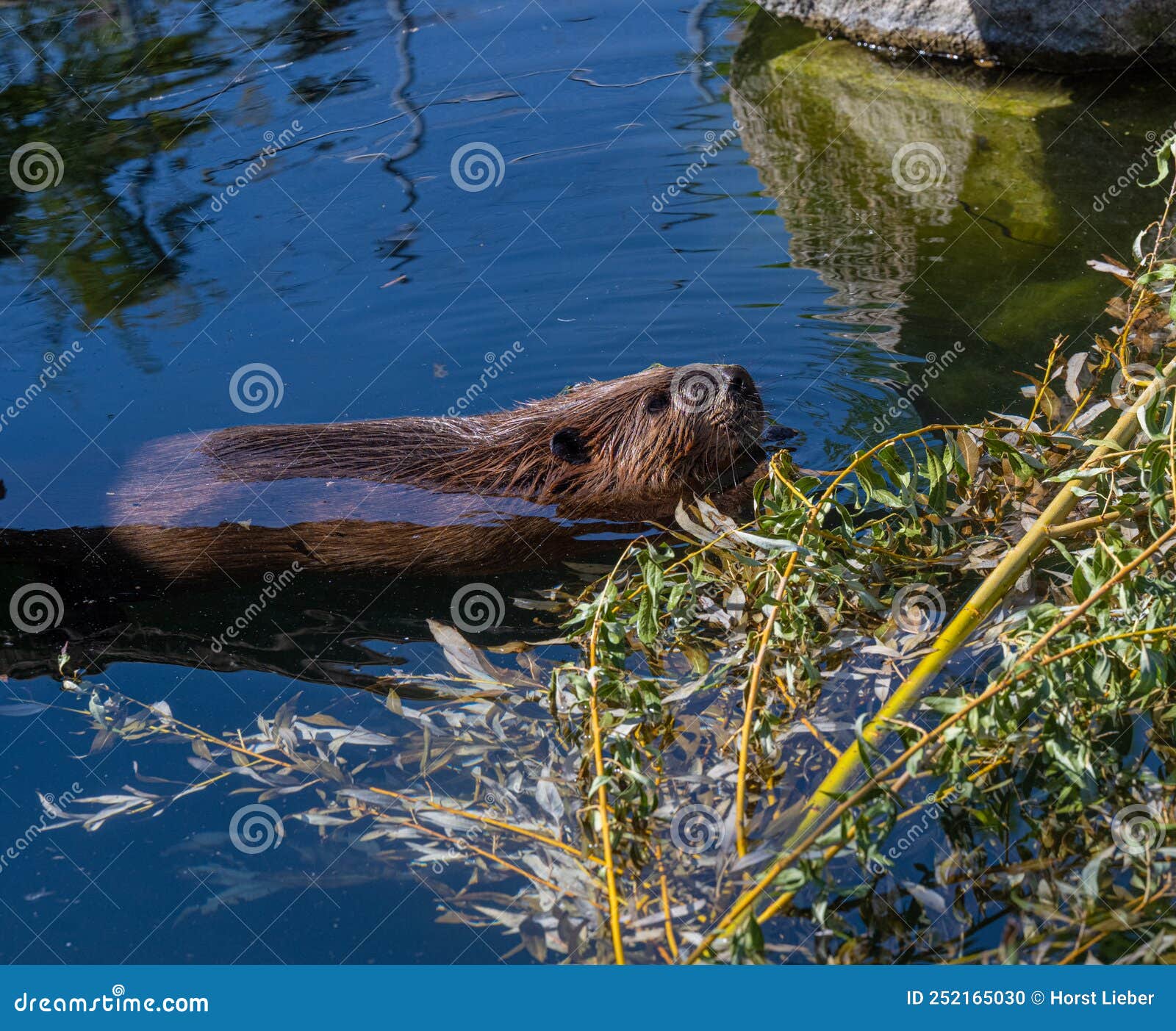 Beaver Castor Canadensis Gnaws on Fresh Branches. Wilhelma, Stuttgart