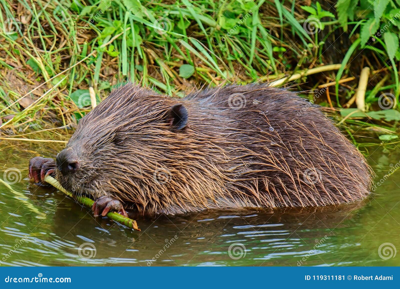 big european beaver eats food with closed eyes