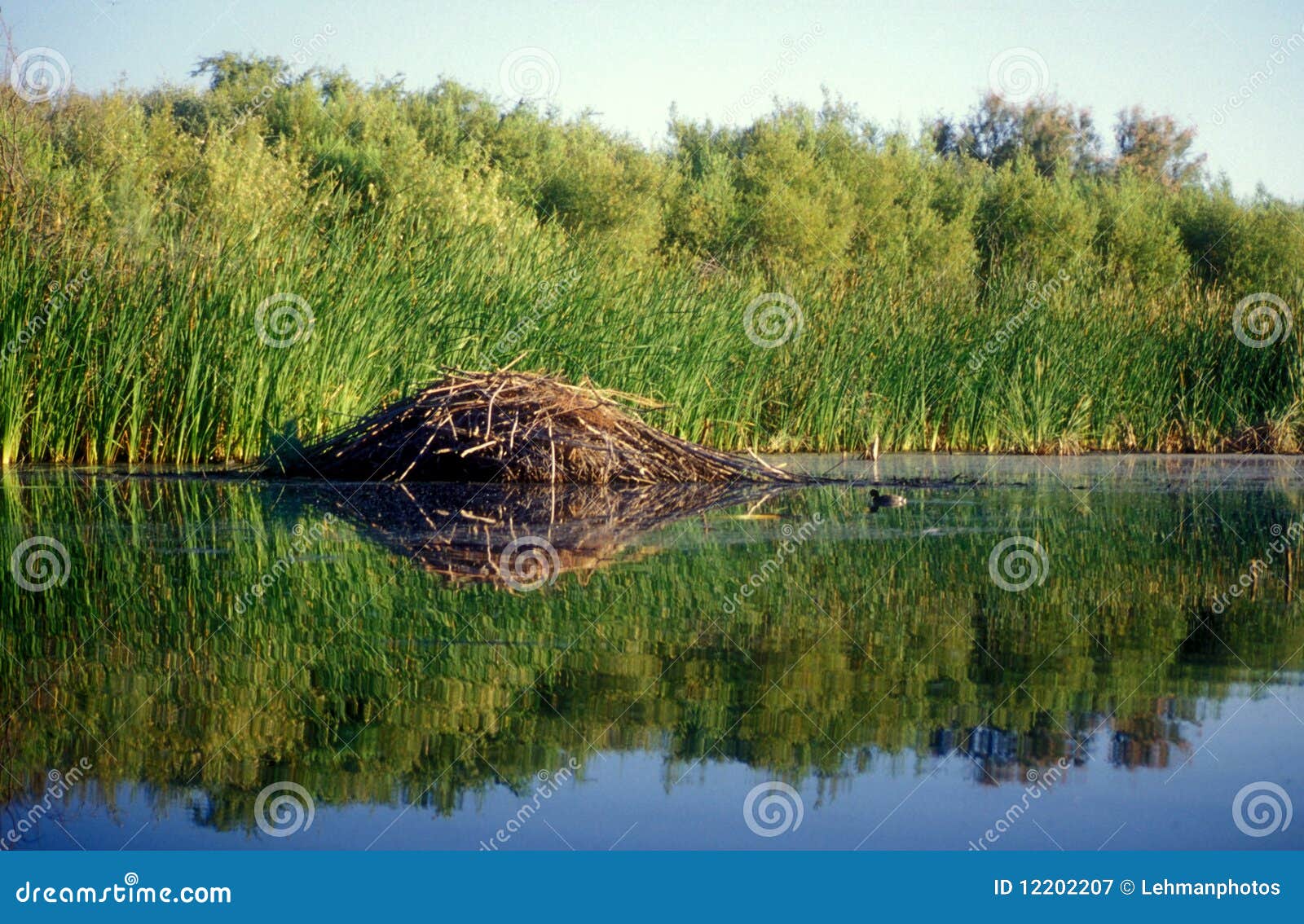 Beaver Dam Reflection Lake Marsh Stock Image Image of mammal, camo