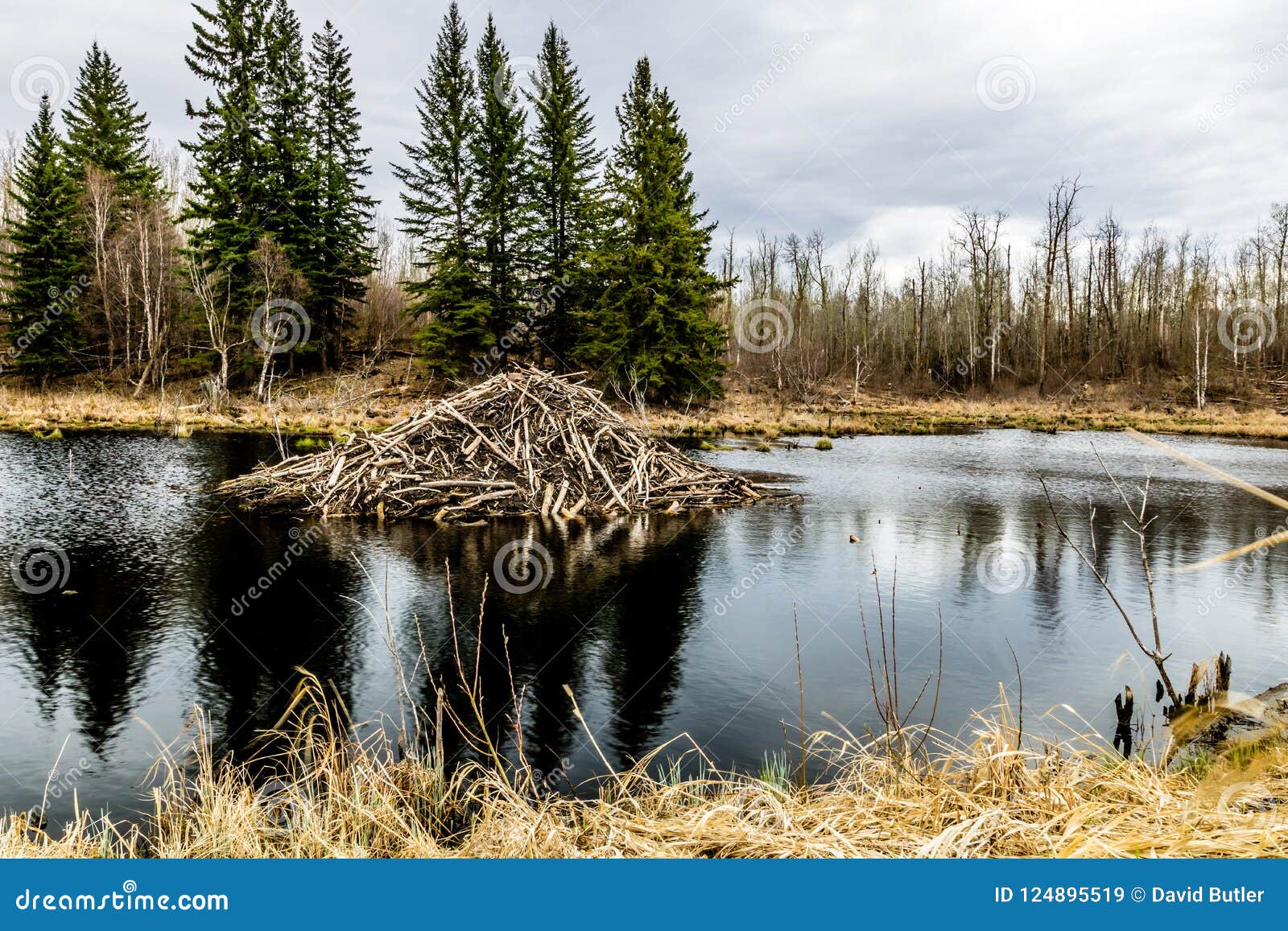 Beavers Dams