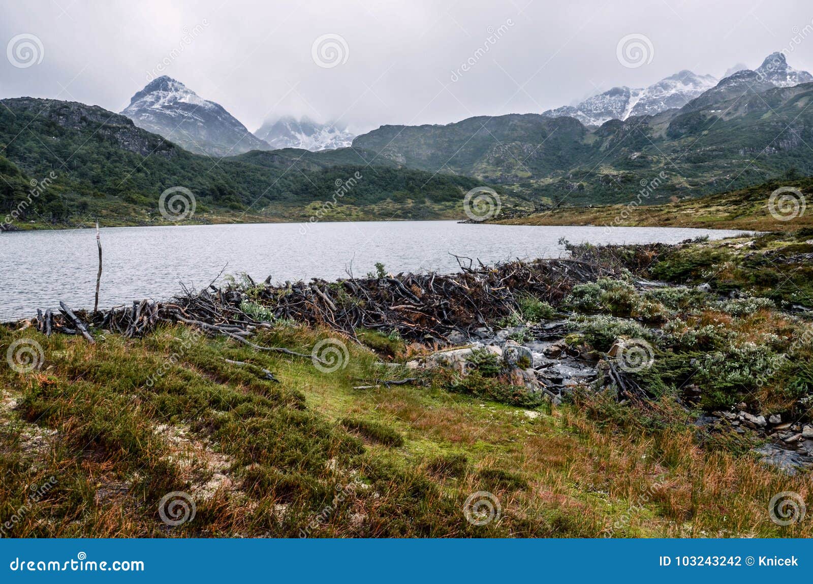 beaver dam in dientes de navarino, patagonia, chile