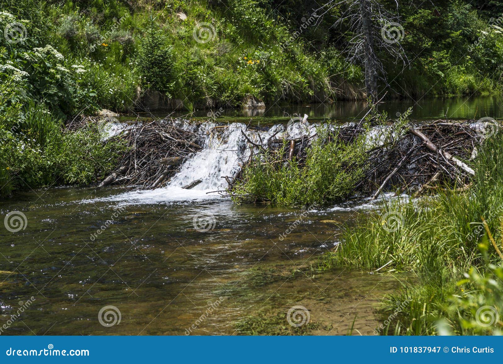 beaver dam on huntington creek in emery county utah