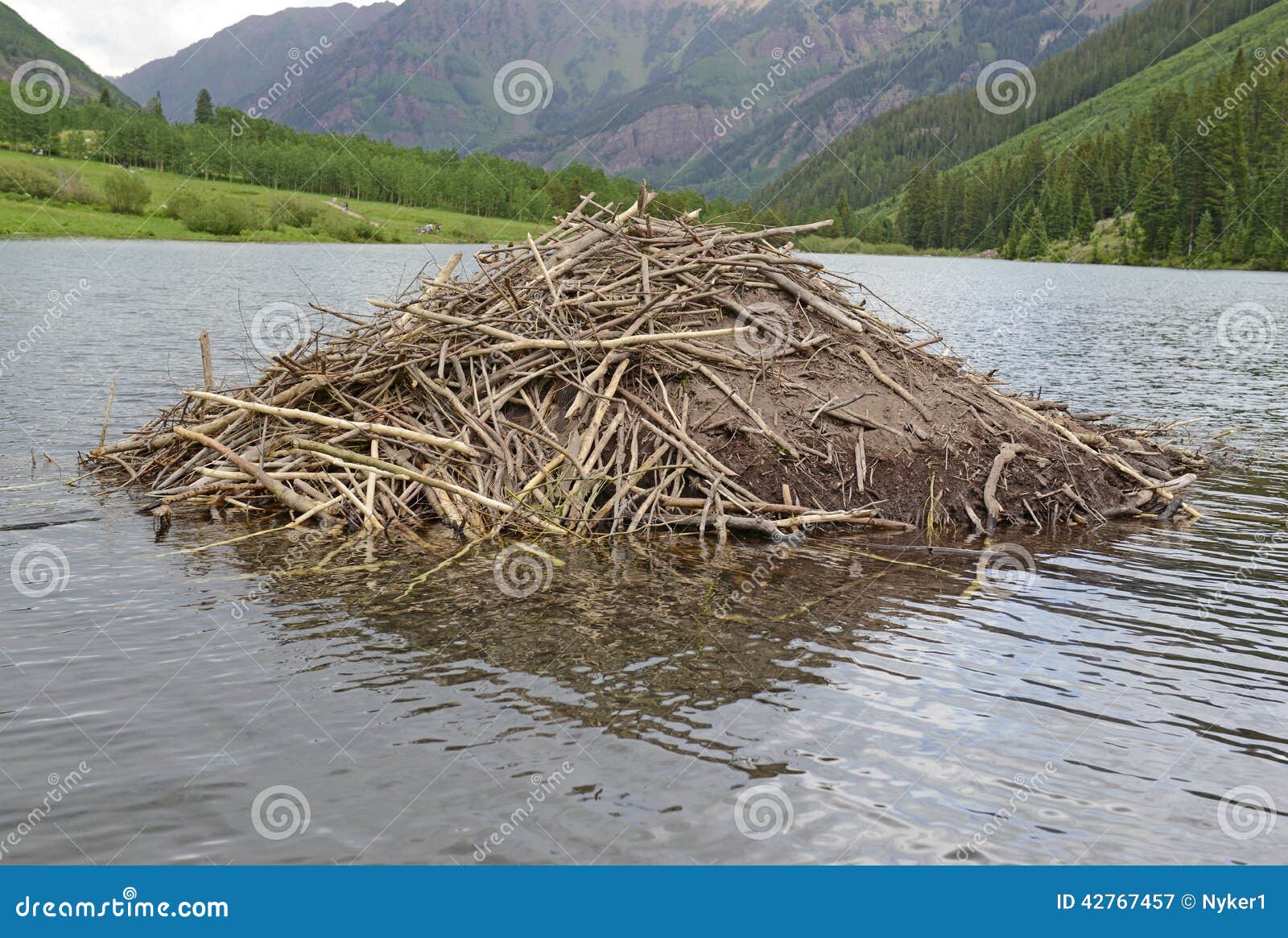 Beaver Dam in a Lake in the Mountains Stock Image Image of rodent