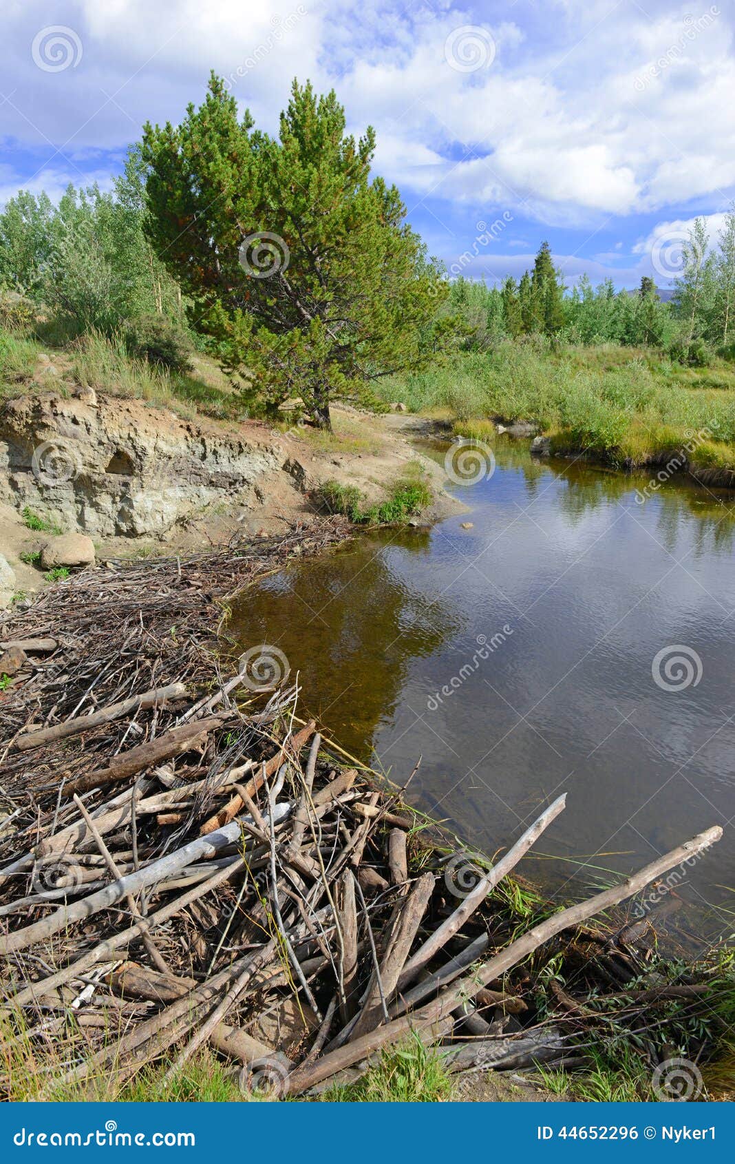 Beaver Dam in Pond in the Mountains Stock Photo Image of lodge, wilderness 44652296