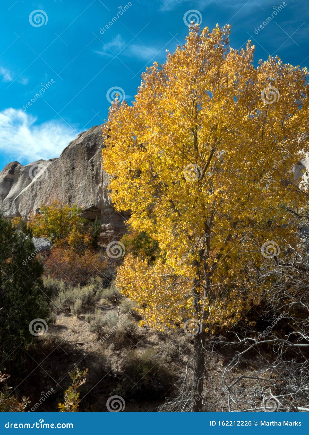 A Tall Tree in Autumn Foliage and Sheer Cliffs at Beaver Dam State Park