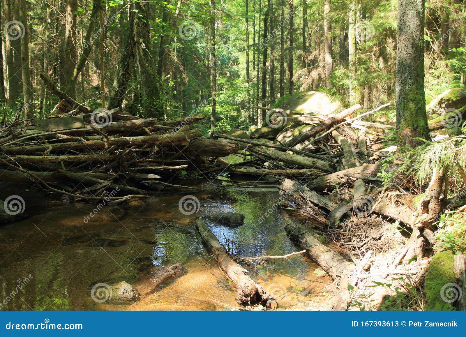 Dam Of The Forest Chapter 1 Beaver dam in forest stock image. Image of water, detail - 167393613