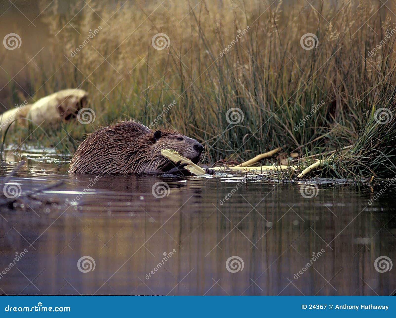 beaver gnawing on wood