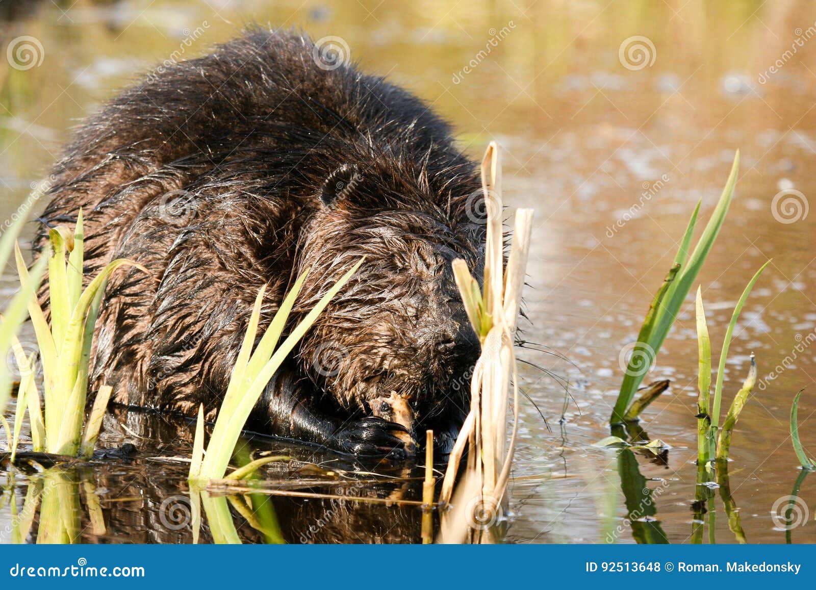 Beaver Munching on Juicy Roots in the Shallow Lake Water. Beaver Canadian  National Animal. Stock Photo - Image of pond, gnaw: 92513648