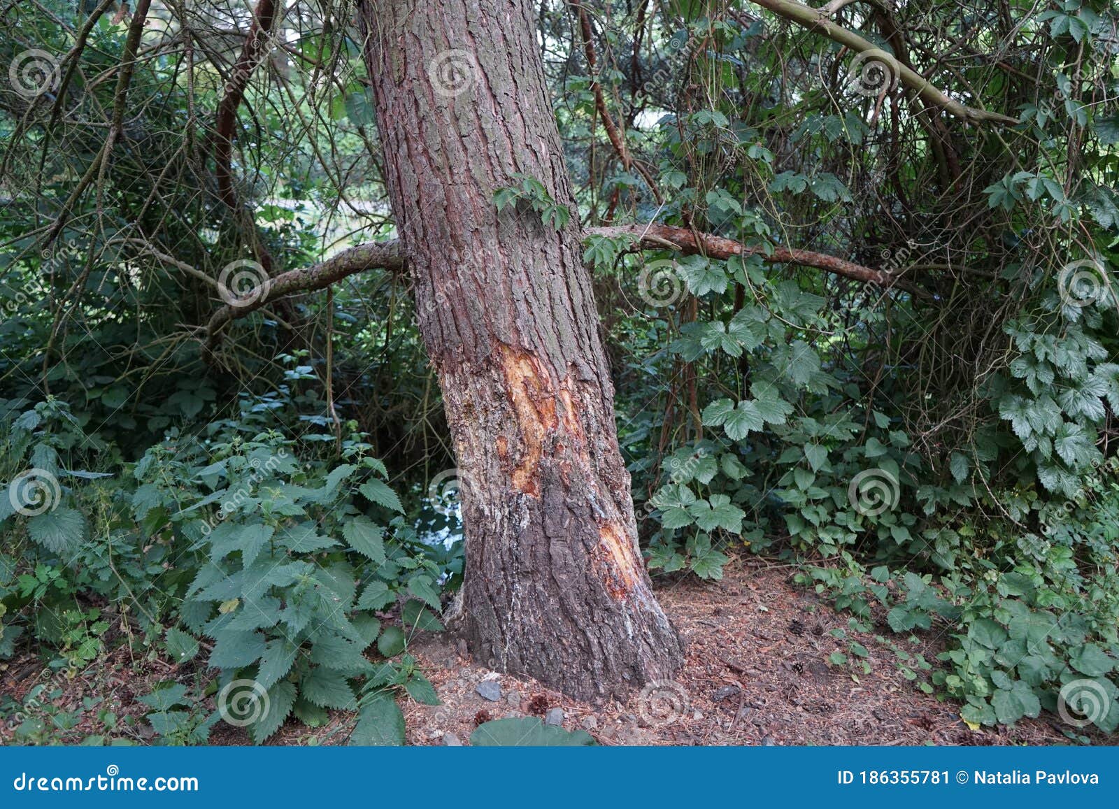 beaver-nibbled tree by the wuhle river. biesdorf, berlin, germany