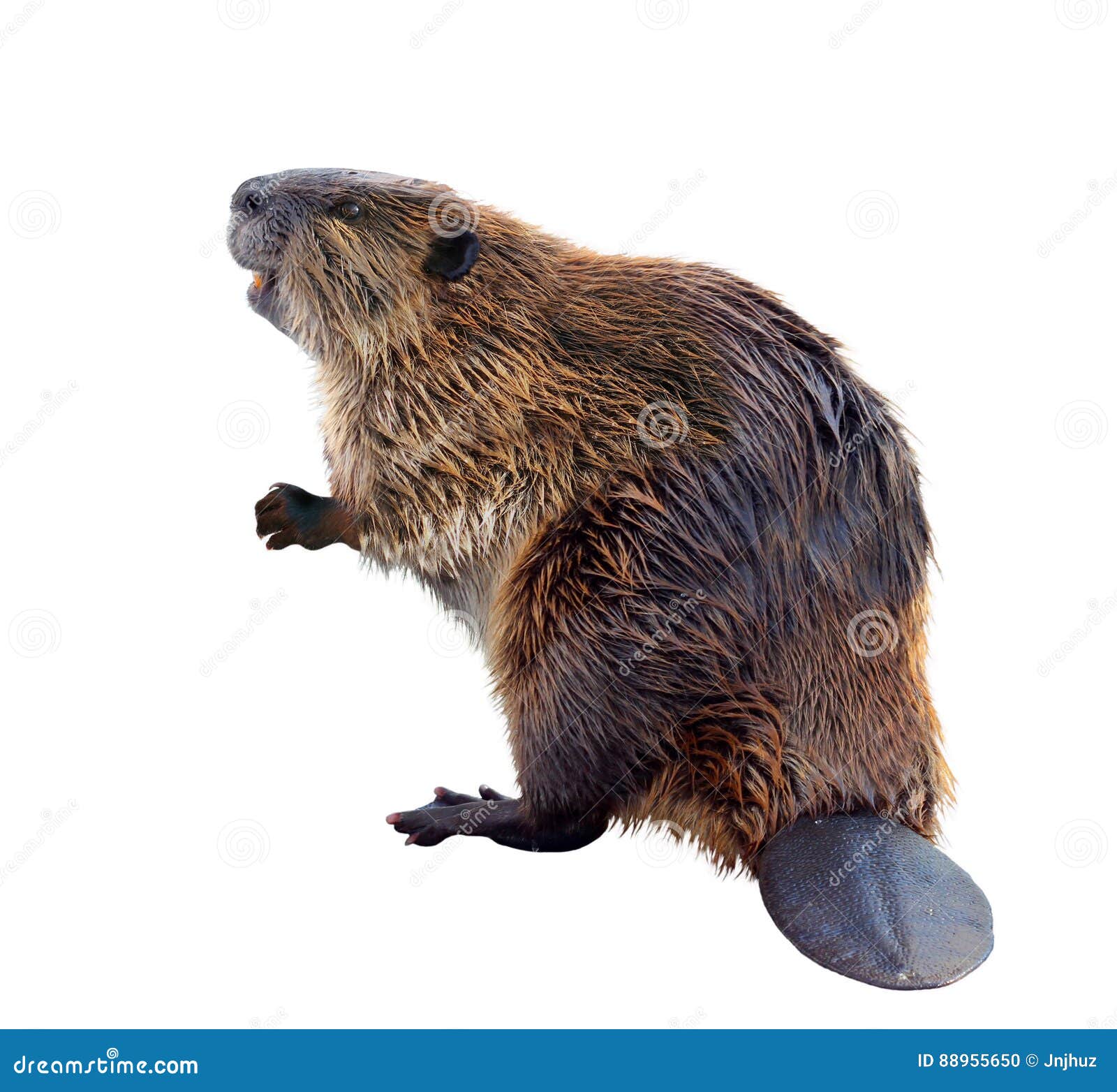 beaver