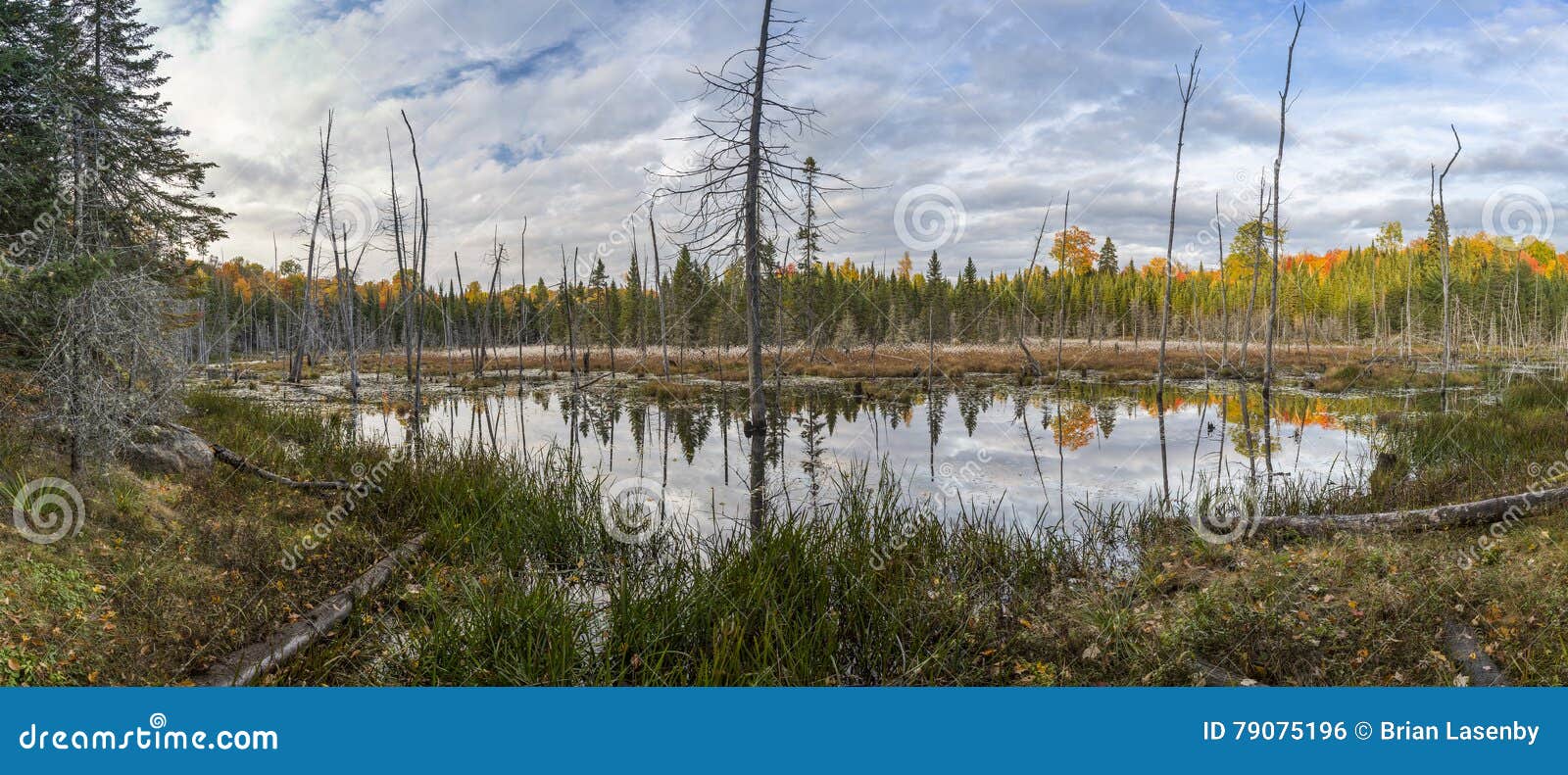 Beaver Pond in Autumn Ontario, Canada Stock Photo Image of pond