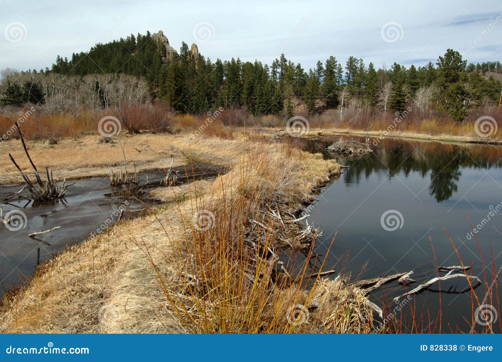 beaver ponds