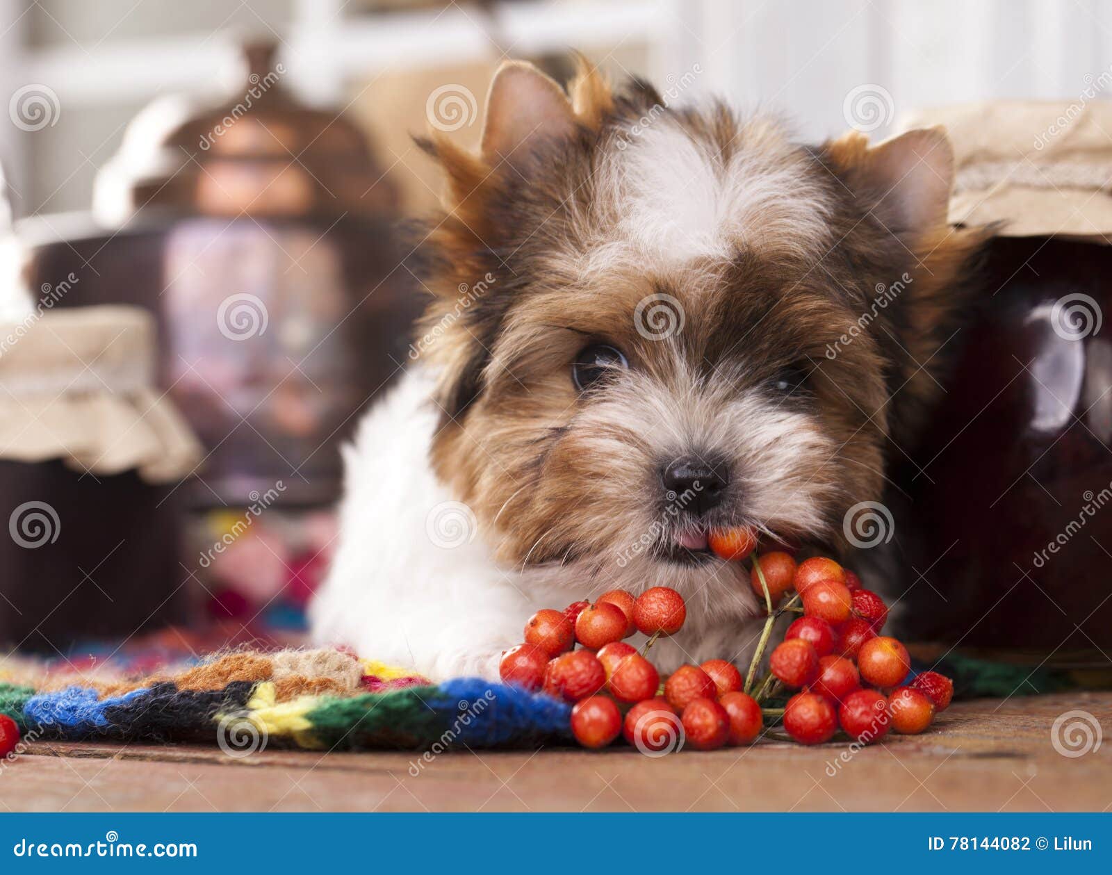Beaver Puppy stock photo. Image of paws, nature, beaver 78144082